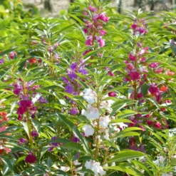 Kamelien-Balsaminen Mischung - Sommerblüten wie aus Samt