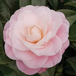 Kamelie 'Nuccio’s Cameo' - Winterblüte für den Balkon
