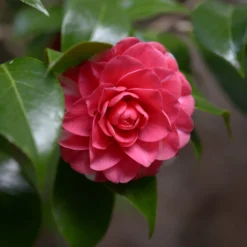 Kamelie Principessa Baciocchi - Rotes Blütenfeuer im Winter