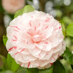 Kamelie William Bartlett - Rosa Blüten im Winterende
