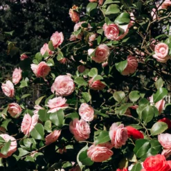 Kamelie William Bartlett - Rosa Blüten im Winterende