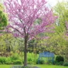Kanadischer Judasbaum - Rosa Blütenzauber am Ast