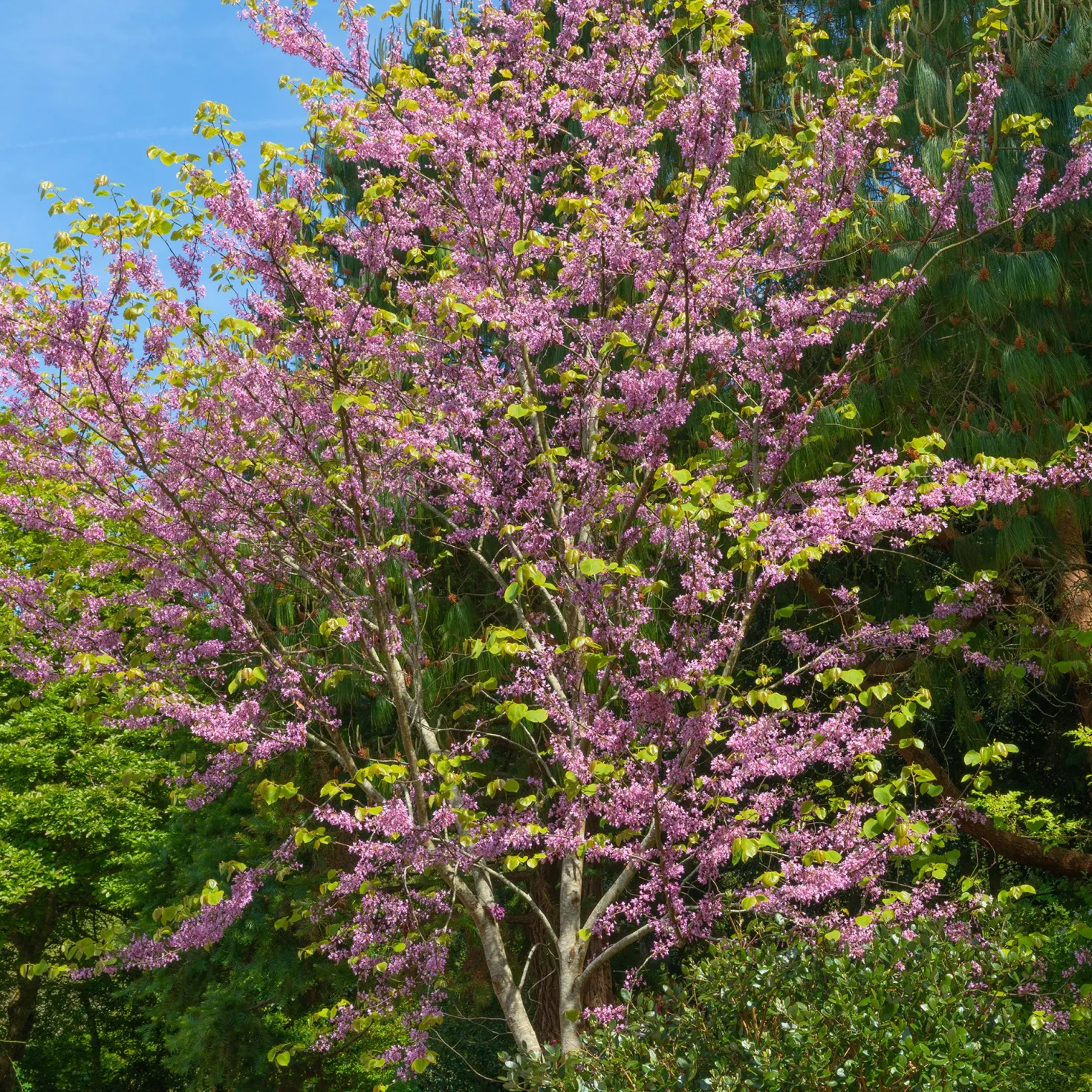 Kanadischer Judasbaum - Rosa Blütenzauber am Ast