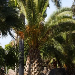 Kanarische Dattelpalme - Urlaubsgefühl im Garten