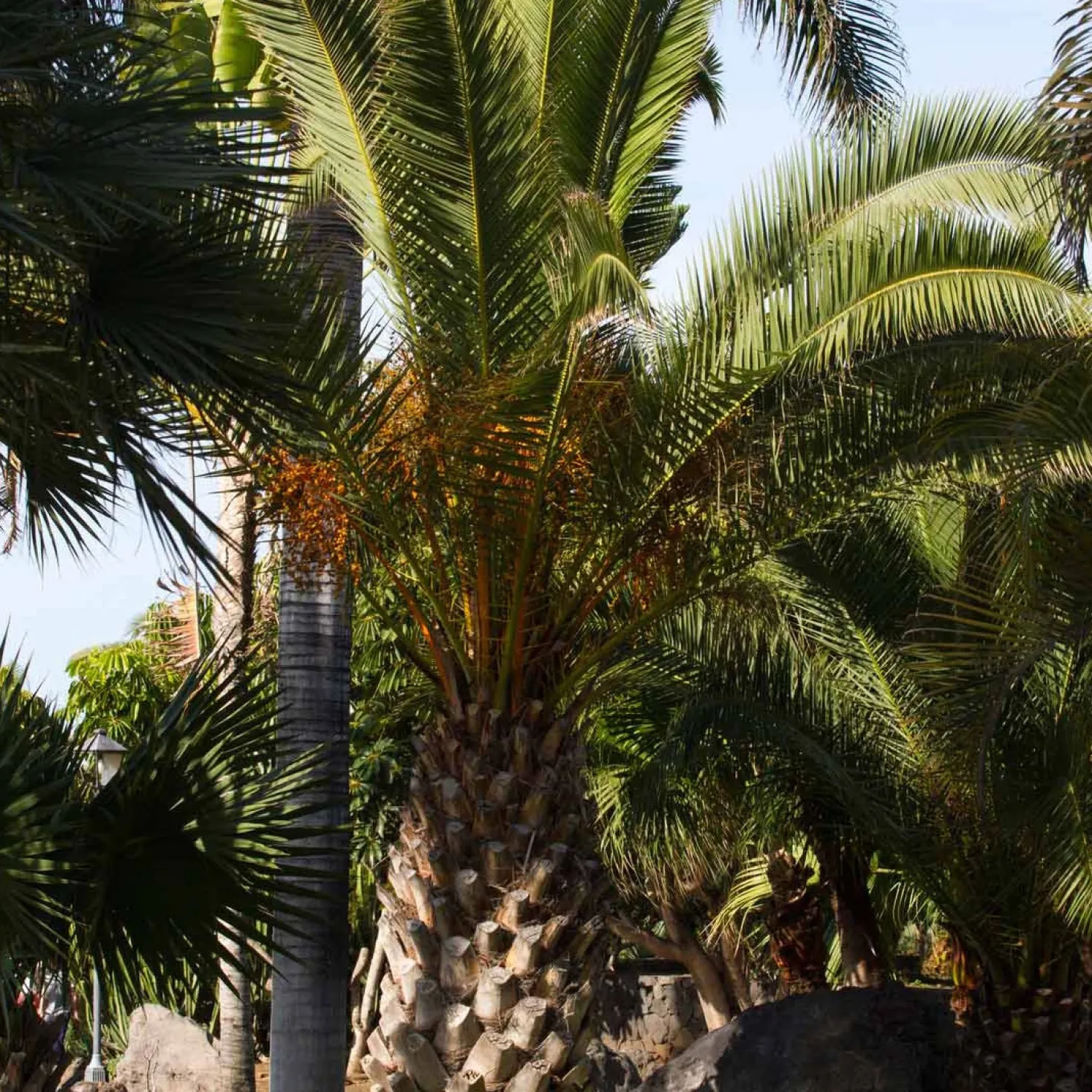 Kanarische Dattelpalme - Urlaubsgefühl im Garten