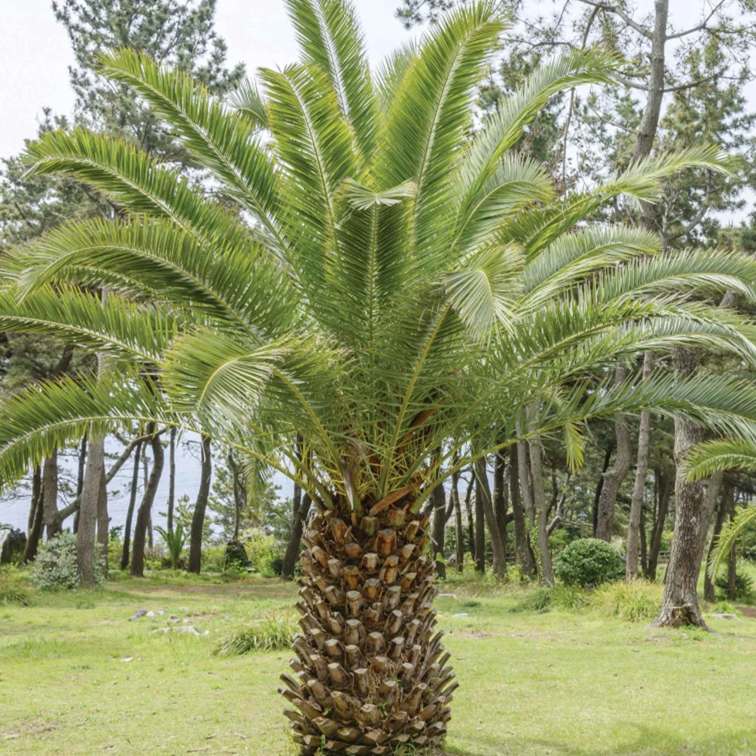 Kanarische Dattelpalme - Urlaubsgefühl im Garten