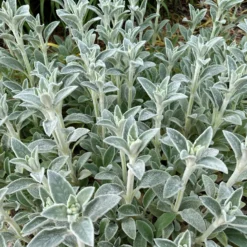 Kaninchenohr Silver Carpet - Silbriger Teppich sofort