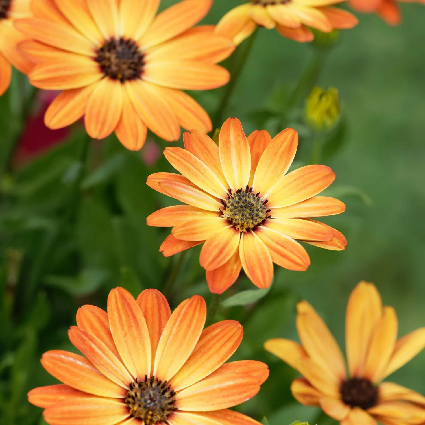 Kapmargerite orange - Sonnenfarben den ganzen Sommer
