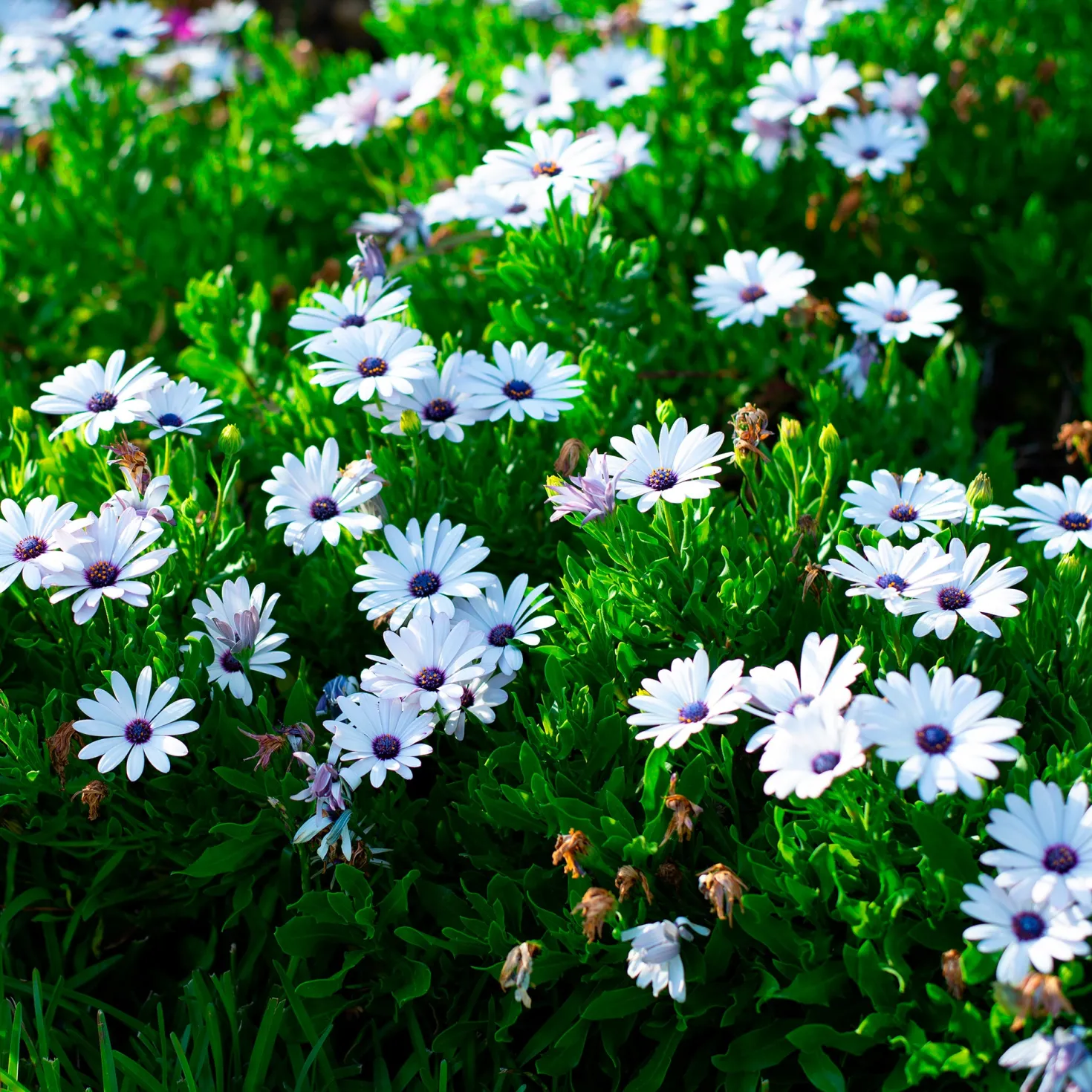 Kapmargerite Weiß (x3) - Weiße Blüten den ganzen Sommer