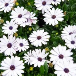 Kapmargerite Weiß (x3) - Weiße Blüten den ganzen Sommer
