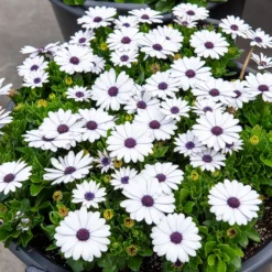 Kapmargerite Weiß (x3) - Weiße Blüten den ganzen Sommer