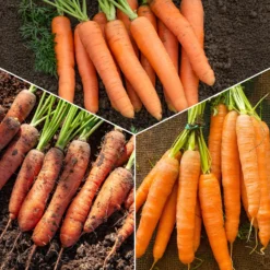 Karotten-Kollektion 'Nantaise', 'Carentan', 'Colmar' - Karotten von Juni bis Herbst