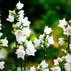 Karpaten-Glockenblume 'Alba' - Weißes Blütenkissen leicht gemacht