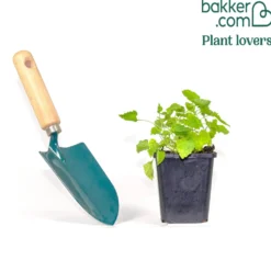 Karpaten-Glockenblume 'Alba' - Weißes Blütenkissen leicht gemacht
