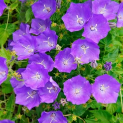 Karpaten-Glockenblume - Blaues Blütenkissen im Nu