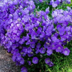 Karpaten-Glockenblume - Blaues Blütenkissen im Nu