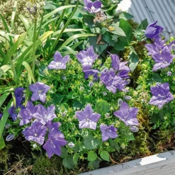 Karpaten-Glockenblume - Blaues Blütenkissen im Nu