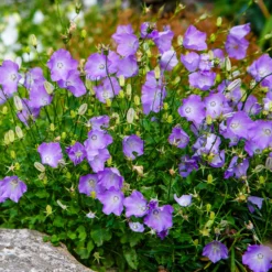 Karpaten-Glockenblume Blaue Clips - Blaues Blütenkissen im Nu