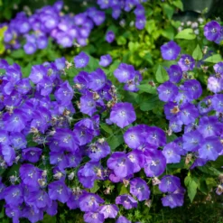Karpaten-Glockenblume Blaue Clips - Blaues Blütenkissen im Nu