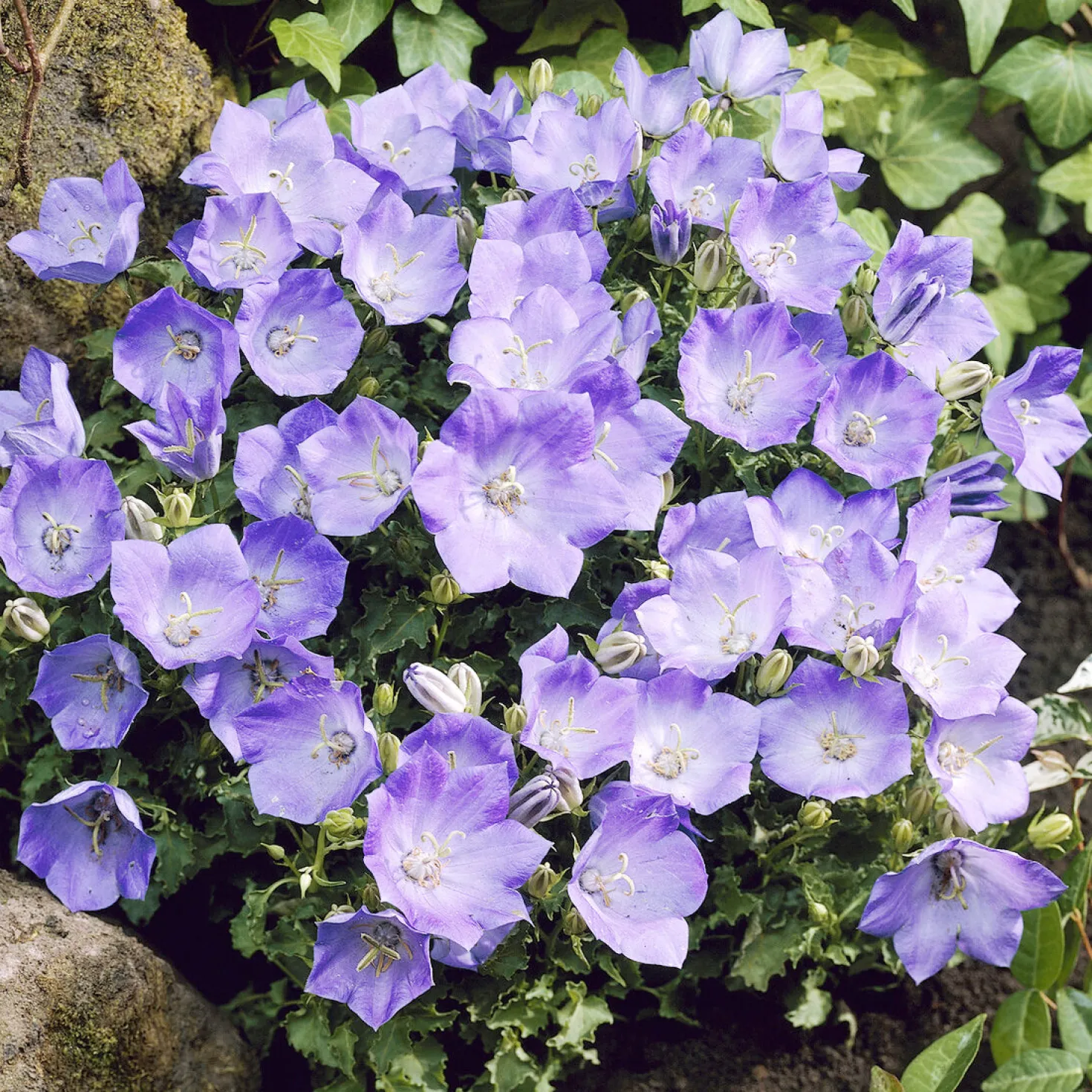Karpaten-Glockenblume Blaue Clips - Blaues Blütenkissen im Nu