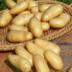 Kartoffel Amandine (x25) - Zart, fein, einfach lecker