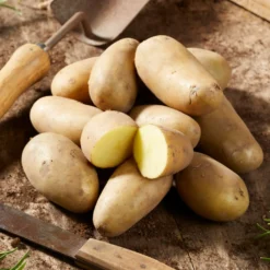Kartoffel Amandine (x25) - Zart, fein, einfach lecker