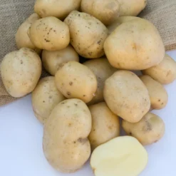 Kartoffel Bintje - Ernte für perfekte Pommes