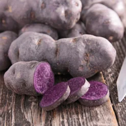 Kartoffel ‘Bleue d’Artois®’ (x10) - Blaues Fleisch, echter Hingucker