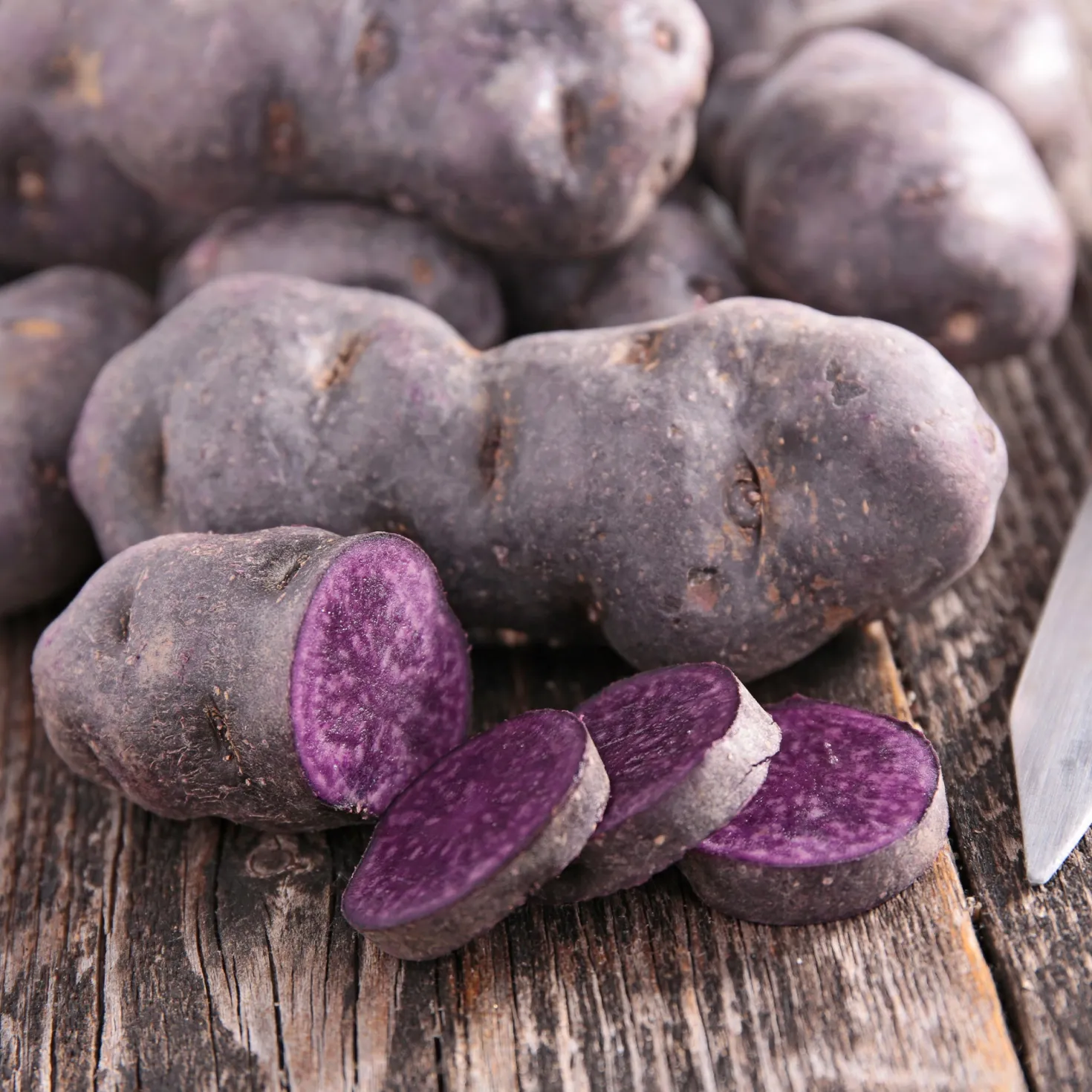 Kartoffel ‘Bleue d’Artois®’ (x10) - Blaues Fleisch, echter Hingucker