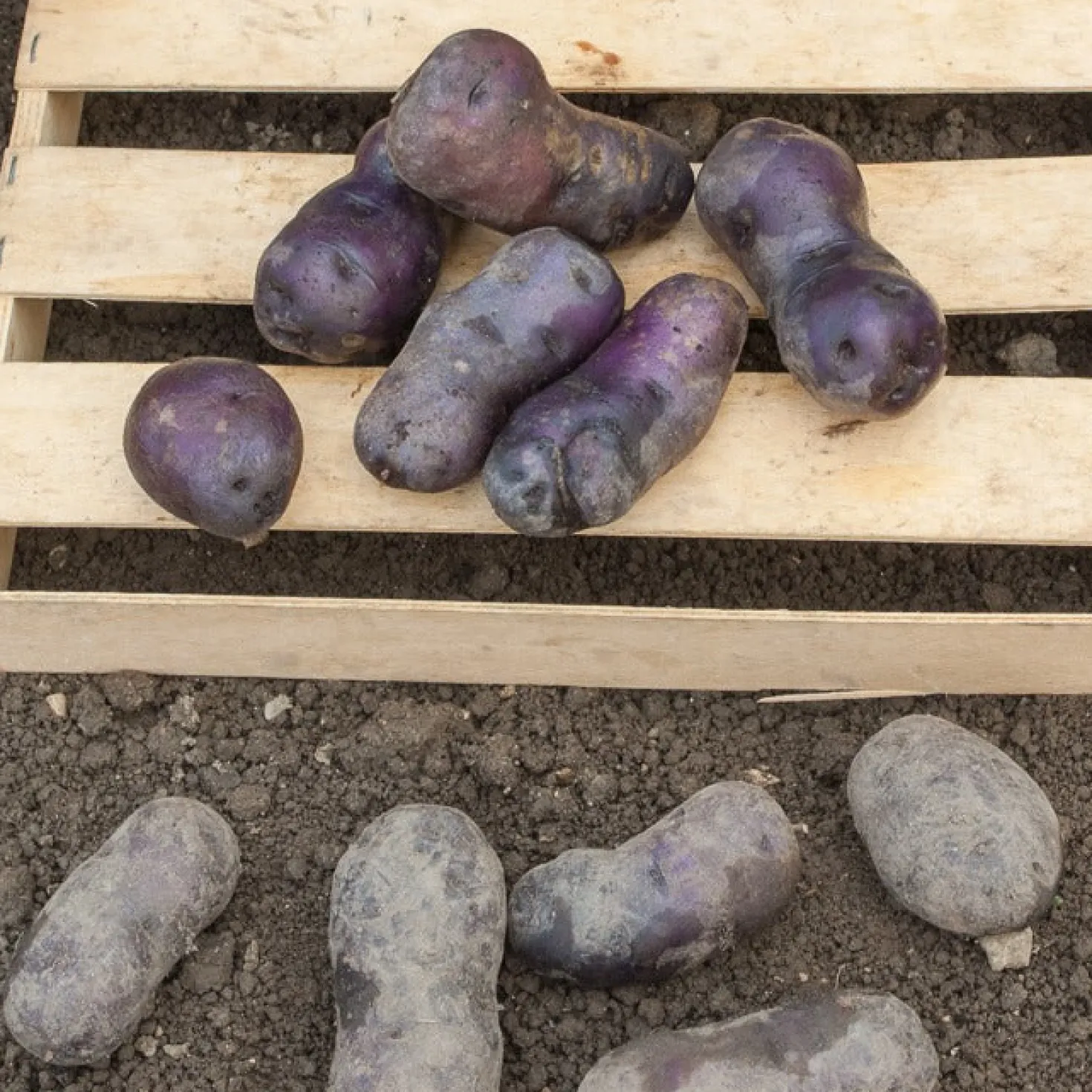 Kartoffel ‘Bleue d’Artois®’ (x10) - Blaues Fleisch, echter Hingucker
