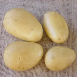 Kartoffel ‘Caesar’ (x25) - Ernte satt, Anbau easy
