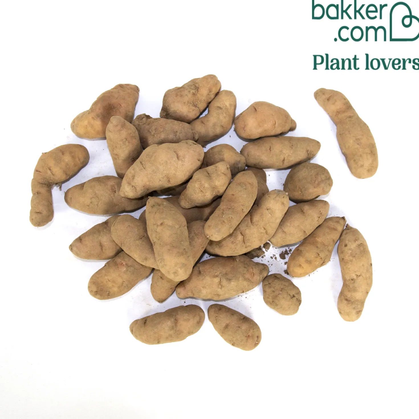 Kartoffel ‘Corne de Gatte’ / ‘Pink Fir Apple’ (x25) - Feiner Salat-Genuss
