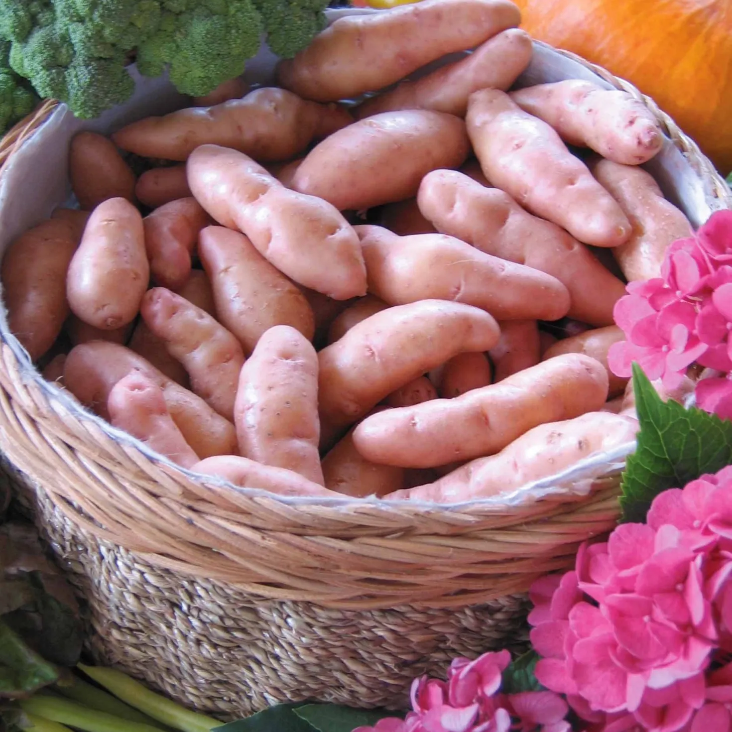 Kartoffel ‘Corne de Gatte’ / ‘Pink Fir Apple’ (x25) - Feiner Salat-Genuss