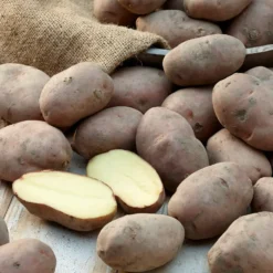 Kartoffel ‘Desirée’ - Ernte satt, Küche happy