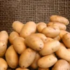 Kartoffel 'Nicola' (x25) - Festkochend und lecker