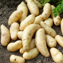 Kartoffeln ‘Ratte’ (x25) - Feiner Nussgeschmack im Beet