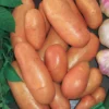 Kartoffel ‘Rose de France’ - Rosa Ernte, feiner Geschmack
