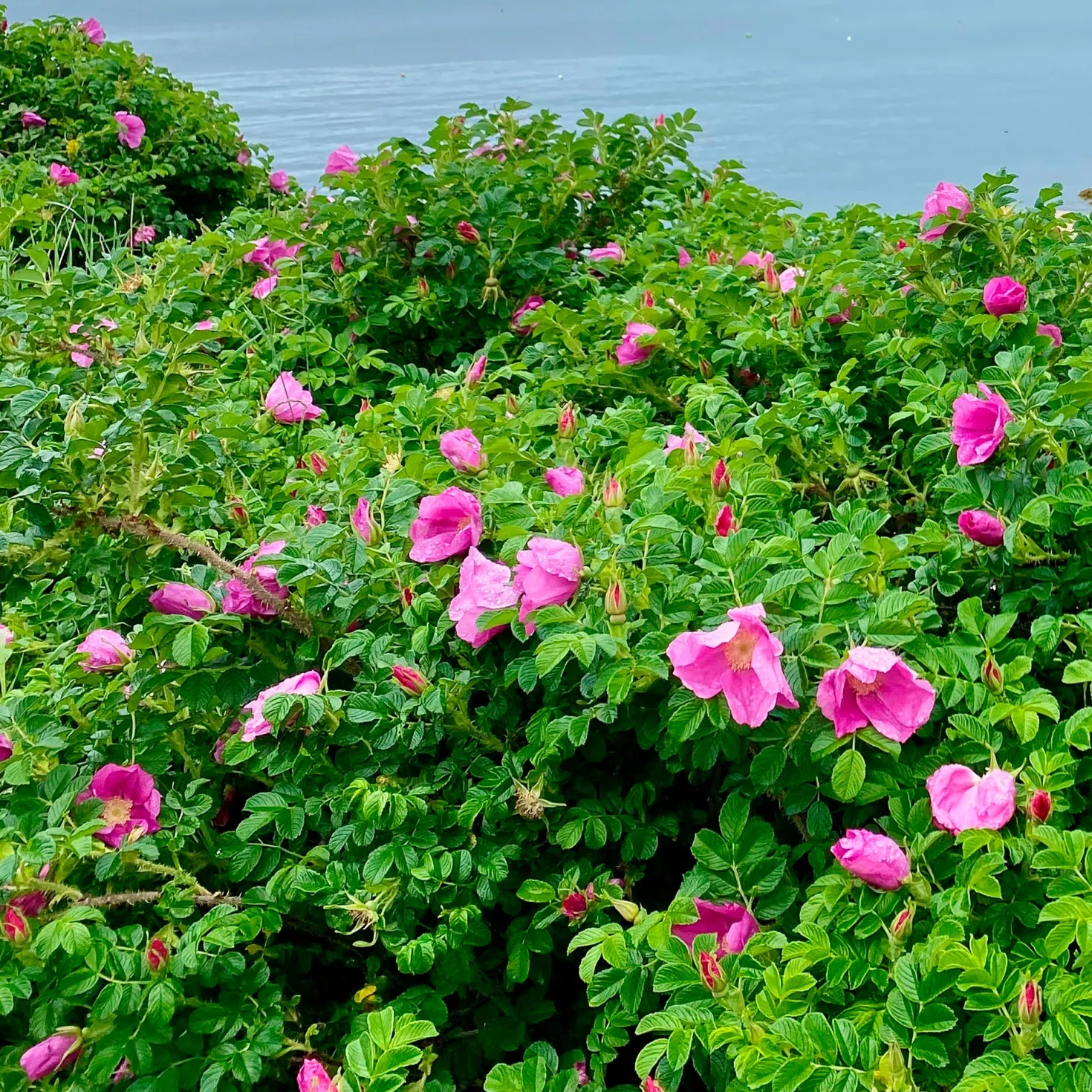 Kartoffelrose ‘Rubra’ - Robuste Rose, dauerblühend