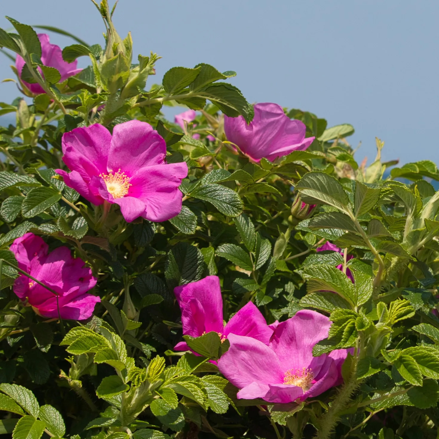 Kartoffelrose ‘Rubra’ - Robuste Rose, dauerblühend