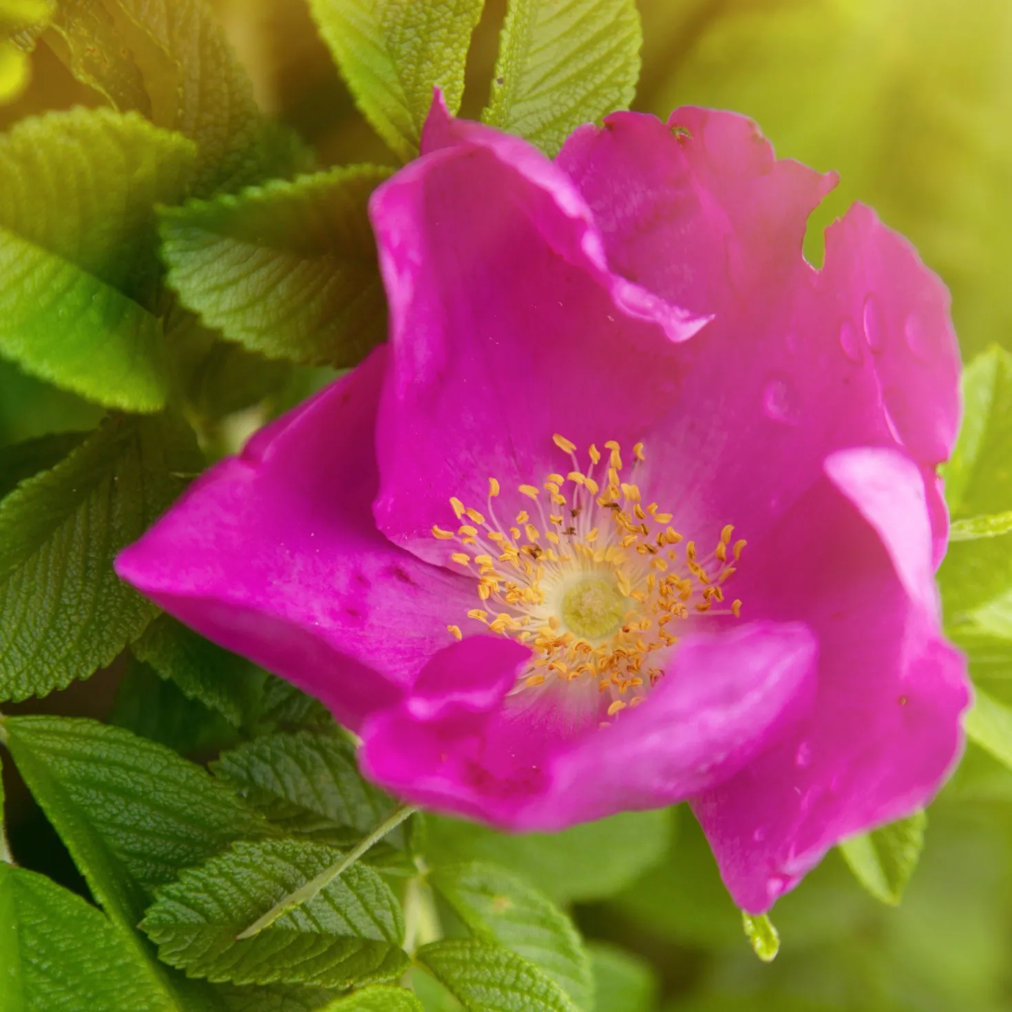 Kartoffelrose ‘Rubra’ - Robuste Rose, dauerblühend