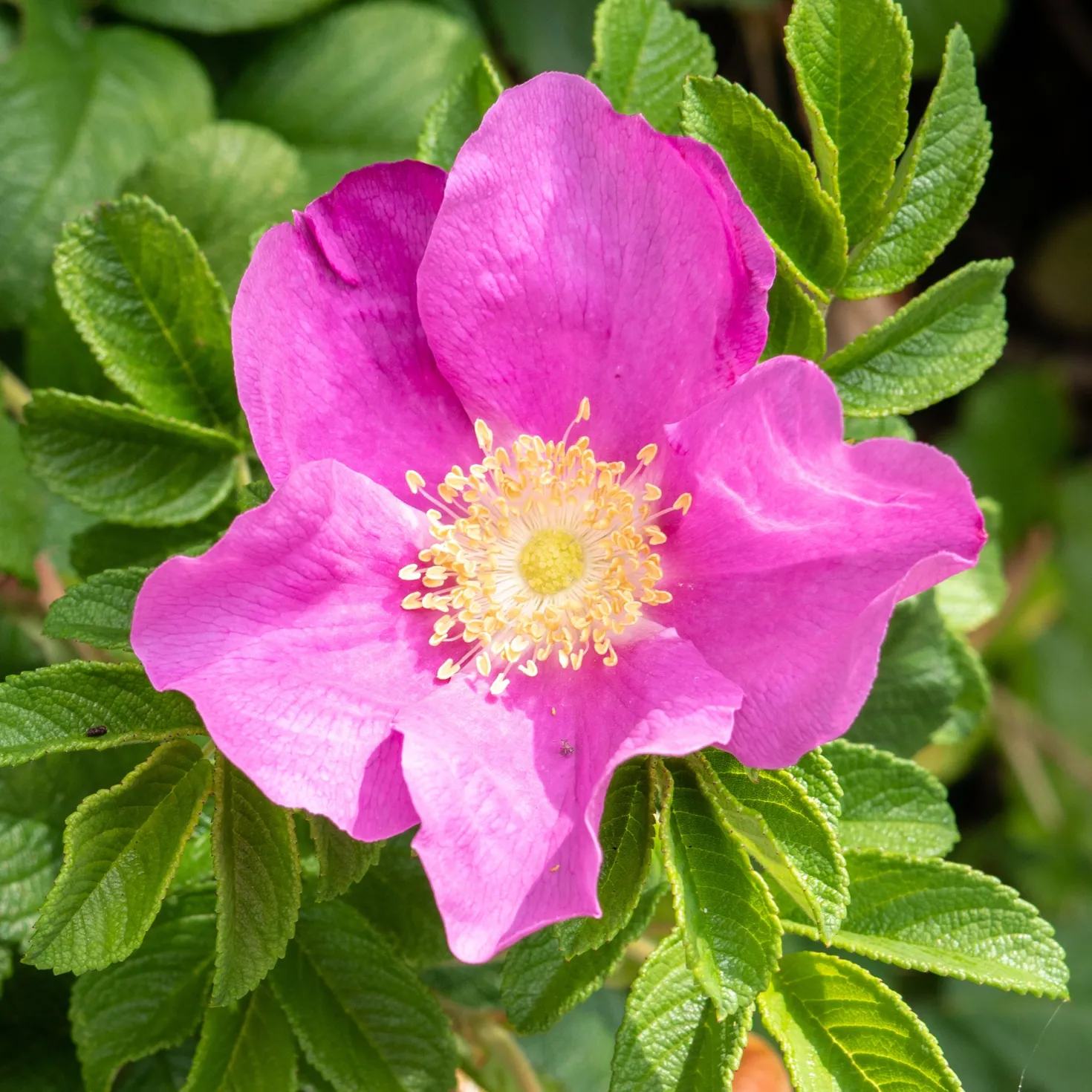 Kartoffelrose ‘Rubra’ - Robuste Rose, dauerblühend