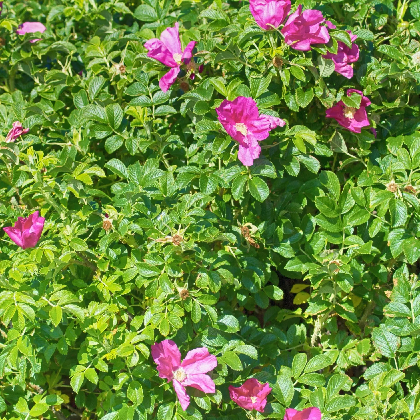 Kartoffelrose ‘Rubra’ - Robuste Rose, dauerblühend