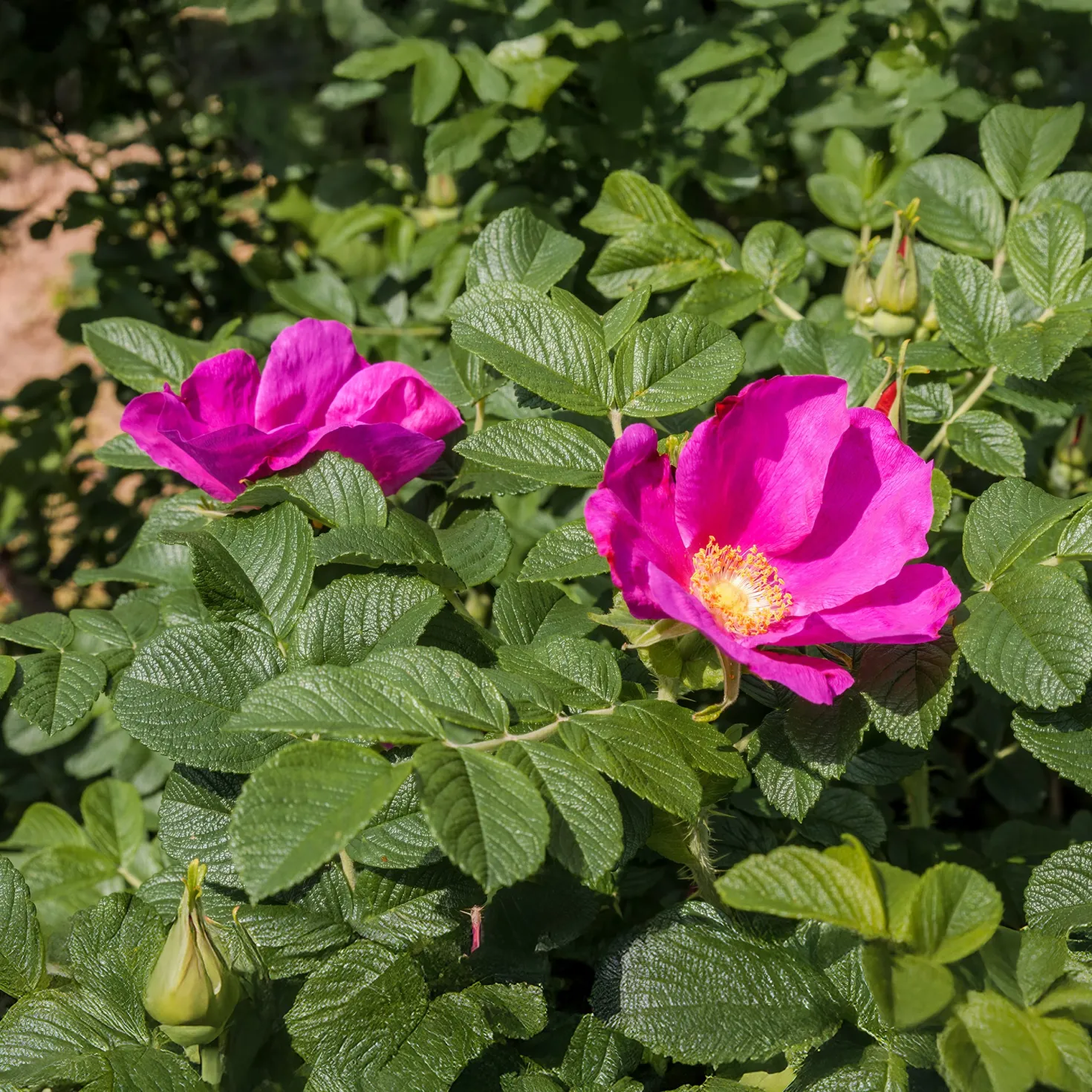 Kartoffelrose ‘Rubra’ - Robuste Rose, dauerblühend