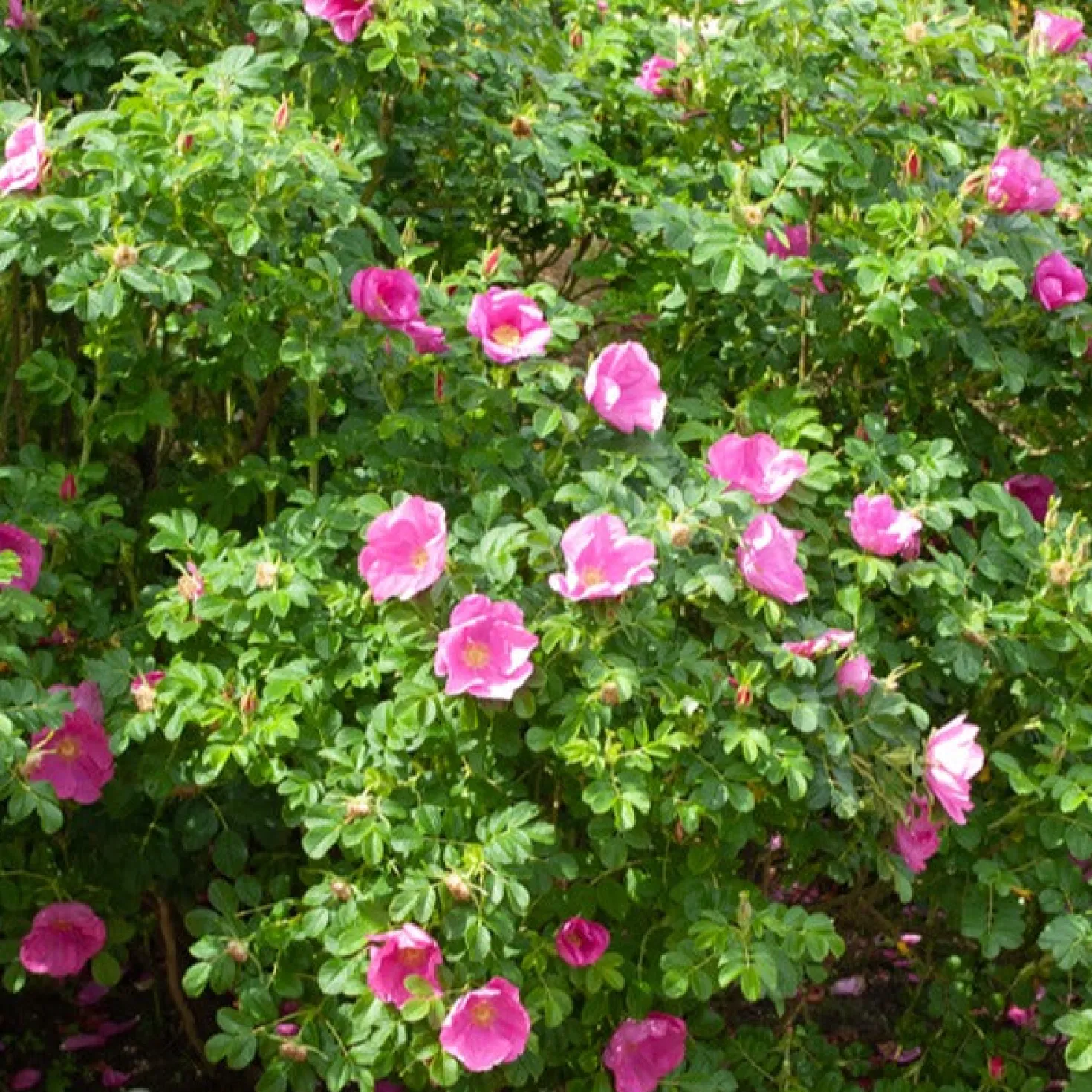 Kartoffelrose ‘Rubra’ - Robuste Rose, dauerblühend