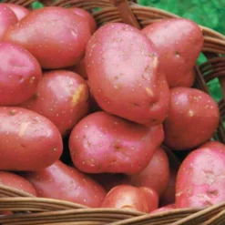 Kartoffel ‘Rouge des Flandres’ (x10) - Rote Ernte, feiner Geschmack