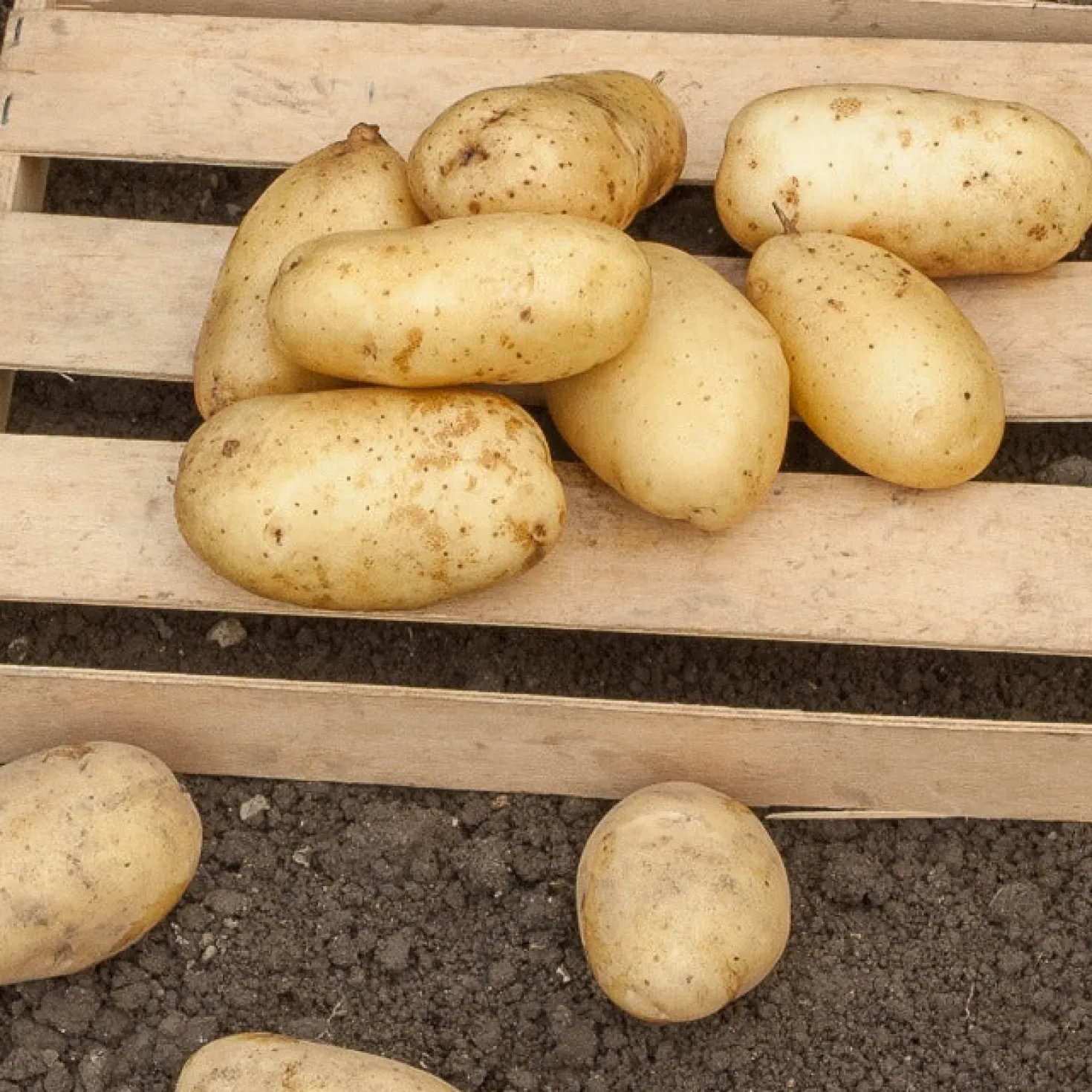 Kartoffel Sirtema - Frühe Ernte, feiner Geschmack