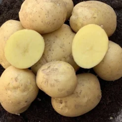 Kartoffel ‘Étincelle’ (x25) - Frühe Ernte ganz einfach