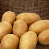 Kartoffel 'Wilja' (x25) - Reiche Ernte leicht gemacht