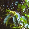 Kastanienbaum Marsol - Süße Ernte im Herbst