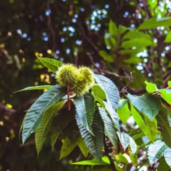 Kastanienbaum Marsol - Süße Ernte im Herbst
